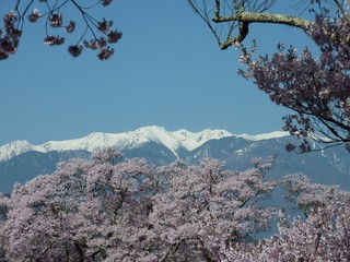 高遠　桜　中央アルプス