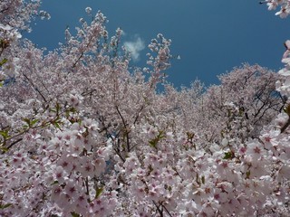 高遠　桜3